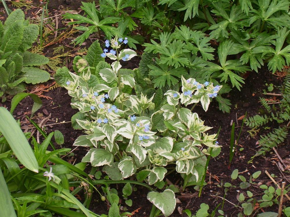 Photo of Siberian Bugloss (Brunnera macrophylla 'Dawson's White') uploaded by SunnyBorders