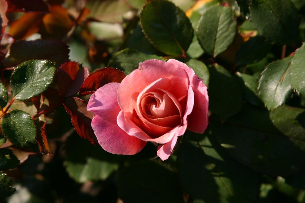 Photo of Rose (Rosa 'Distant Drums') uploaded by Trish