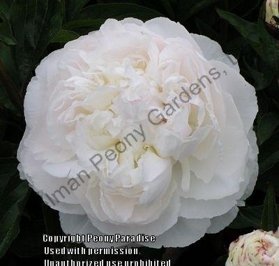 Photo of Peony (Paeonia lactiflora 'Shirley Temple') uploaded by vic