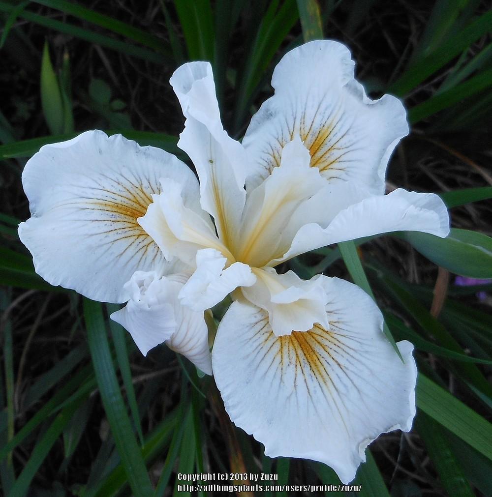 Photo of Pacific Coast Iris (Iris 'Canyon Snow') uploaded by zuzu
