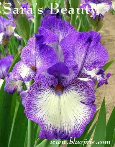 Photo of Tall Bearded Iris (Iris 'Sara's Beauty') uploaded by Calif_Sue