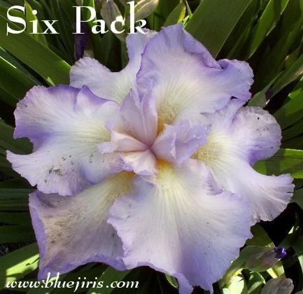 Photo of Tall Bearded Iris (Iris 'Six Pack') uploaded by Calif_Sue