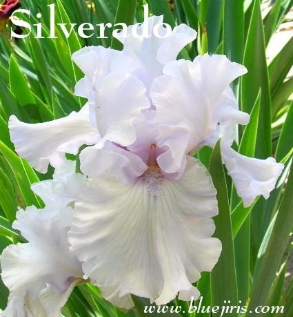 Photo of Tall Bearded Iris (Iris 'Silverado') uploaded by Calif_Sue