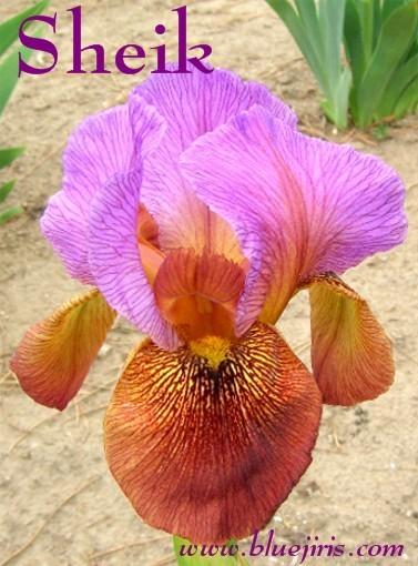 Photo of Arilbred Iris (Iris 'Sheik') uploaded by Calif_Sue