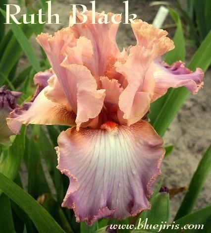 Photo of Tall Bearded Iris (Iris 'Ruth Black') uploaded by Calif_Sue