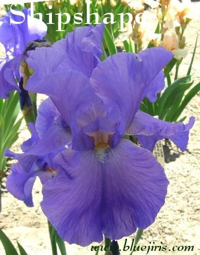 Photo of Tall Bearded Iris (Iris 'Shipshape') uploaded by Calif_Sue