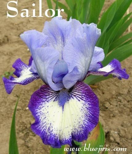 Photo of Intermediate Bearded Iris (Iris 'Sailor') uploaded by Calif_Sue