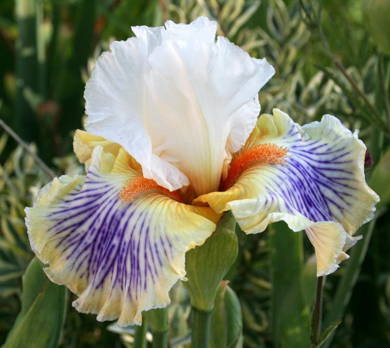 Photo of Tall Bearded Iris (Iris 'Exposé') uploaded by Calif_Sue