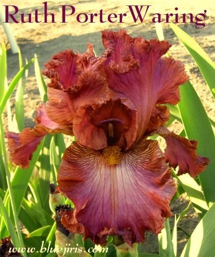 Photo of Tall Bearded Iris (Iris 'Ruth Porter Waring') uploaded by Calif_Sue