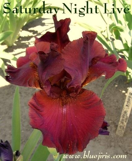 Photo of Tall Bearded Iris (Iris 'Saturday Night Live') uploaded by Calif_Sue