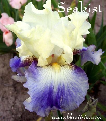 Photo of Tall Bearded Iris (Iris 'Seakist') uploaded by Calif_Sue
