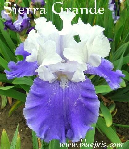 Photo of Tall Bearded Iris (Iris 'Sierra Grande') uploaded by Calif_Sue