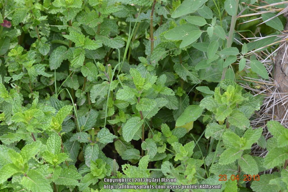 Photo of Peppermint (Mentha x piperita) uploaded by KAMasud