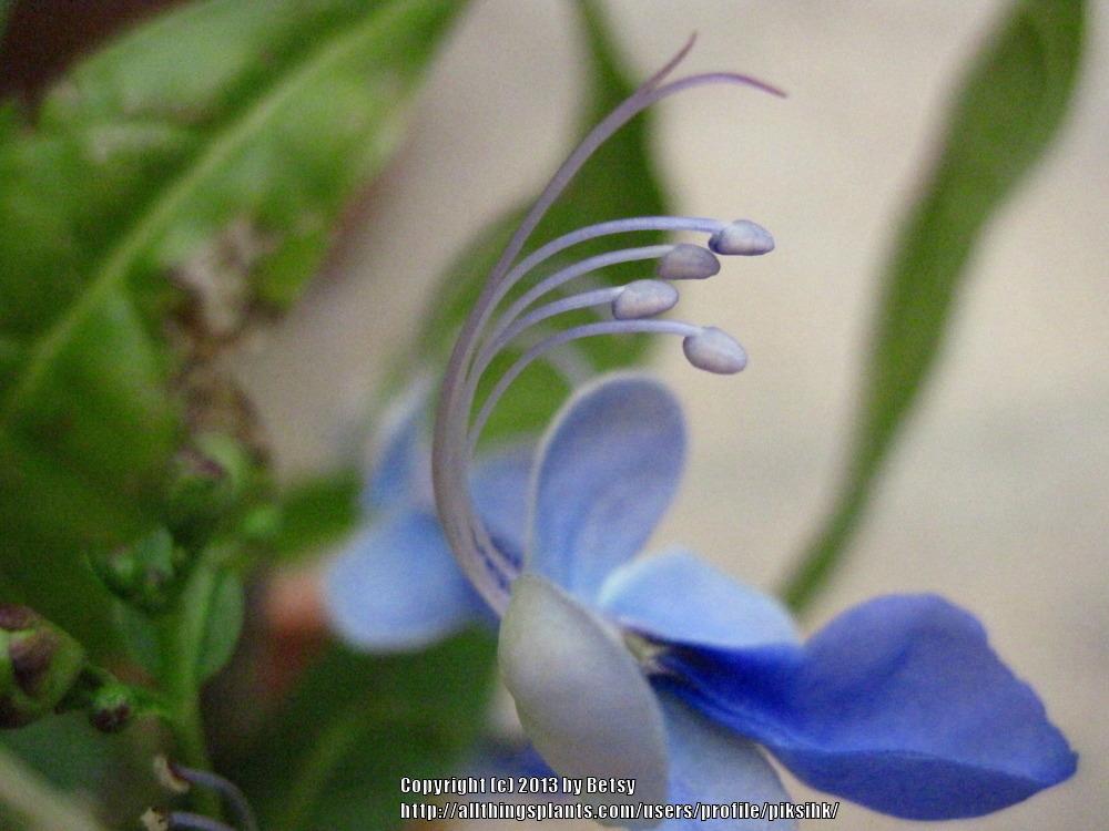 Photo of Blue Glorybower (Rotheca myricoides subsp. myricoides) uploaded by piksihk
