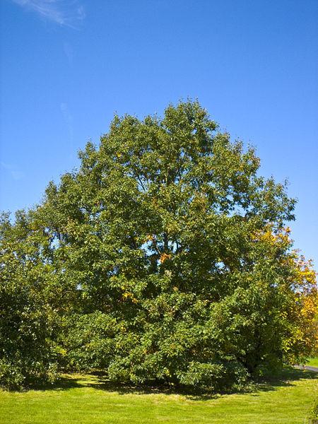 Photo of Black Oak (Quercus velutina) uploaded by robertduval14
