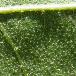 
Date: June
Stellate hairs on a leaf from a Cherrybark Oak tree (Quercus pago