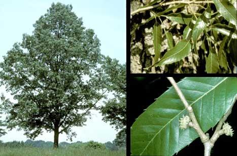 Photo of Sawtooth Oak (Quercus acutissima) uploaded by robertduval14