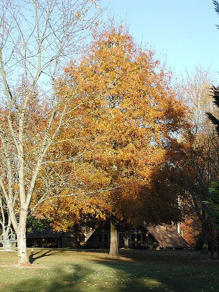 Photo of Willow Oak (Quercus phellos) uploaded by robertduval14