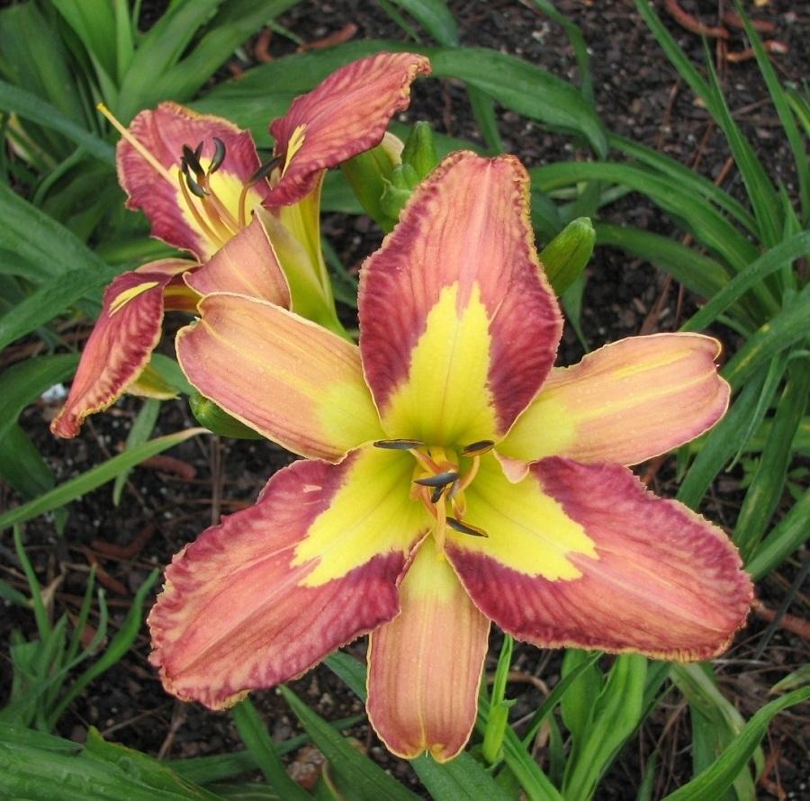 Photo of Daylily (Hemerocallis 'Jungle Queen') uploaded by tink3472