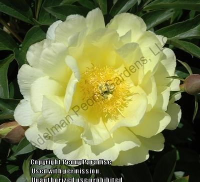Photo of Intersectional Peony (Paeonia 'Smith Family Yellow') uploaded by vic