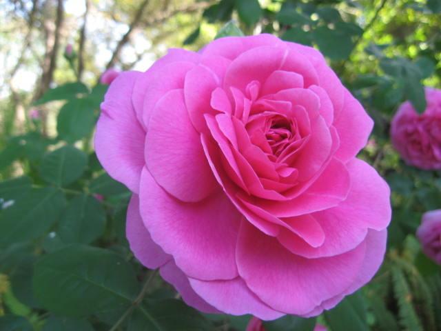 Photo of Rose (Rosa 'Gertrude Jekyll') uploaded by wcgypsy