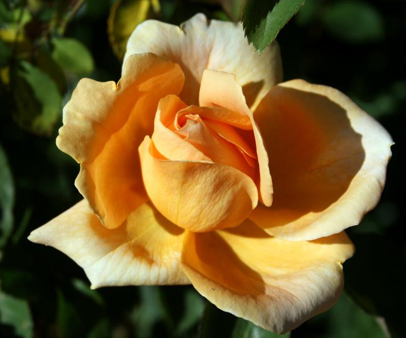 Photo of Rose (Rosa 'Johnnie Walker') uploaded by Calif_Sue