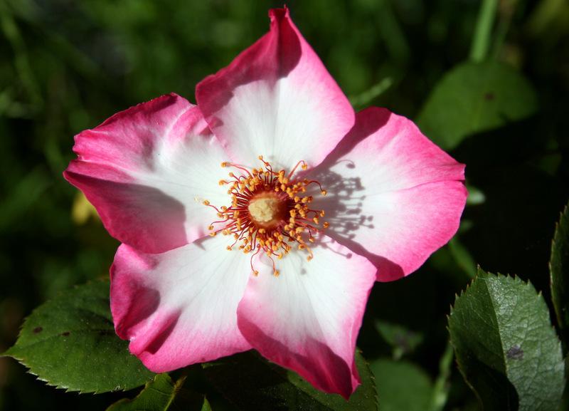 Photo of Rose (Rosa 'Mrs. Robinson') uploaded by Calif_Sue
