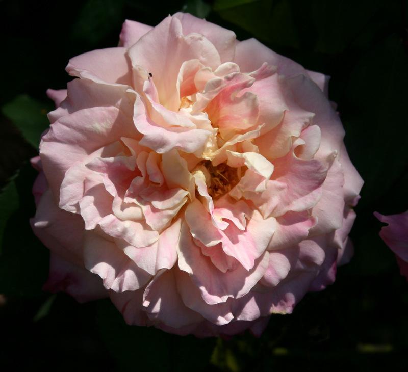 Photo of Rose (Rosa 'Strawberry Romance') uploaded by Calif_Sue