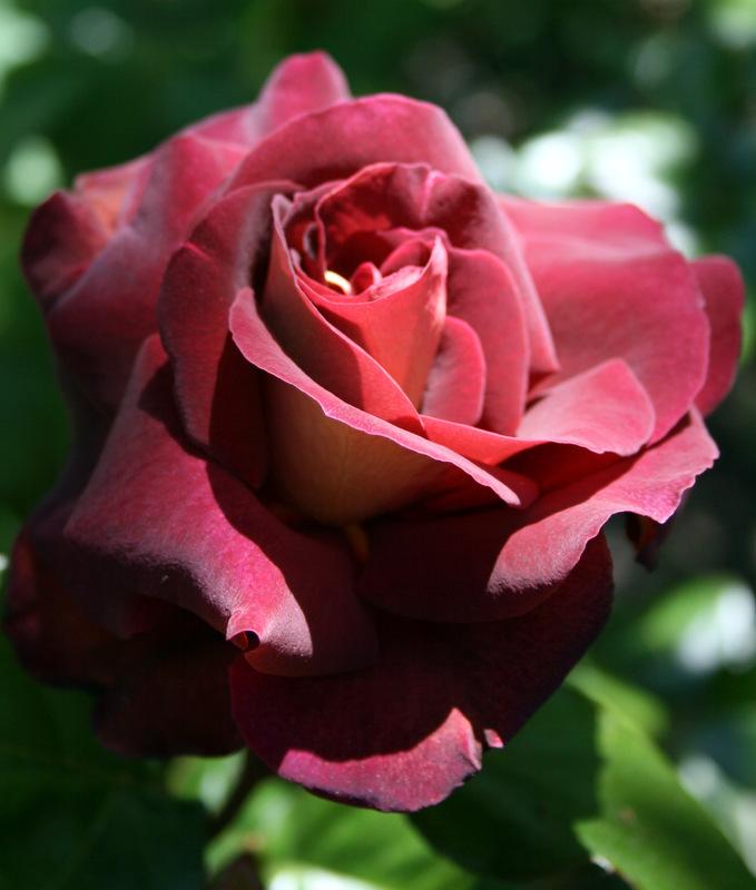 Photo of Rose (Rosa 'Garden Director Bartje Miller') uploaded by Calif_Sue