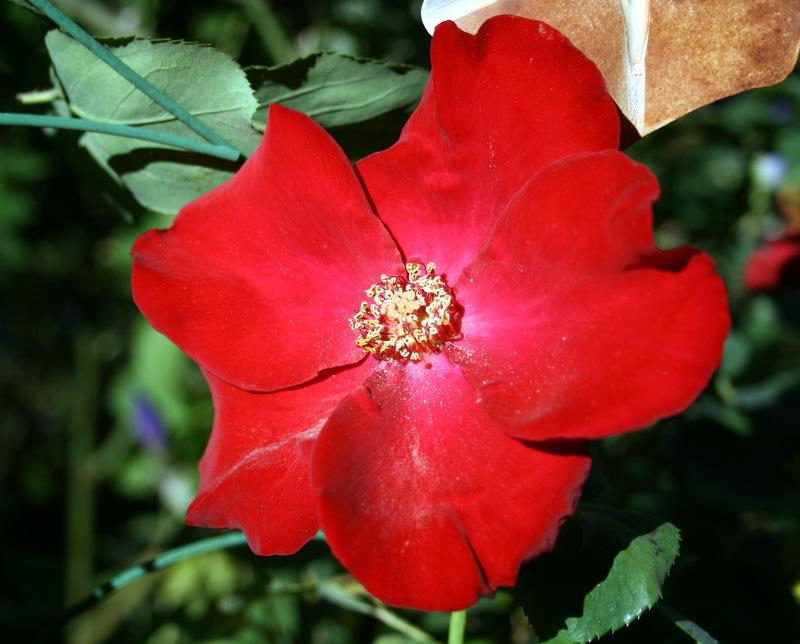Photo of Rose (Rosa 'Altissimo') uploaded by Calif_Sue