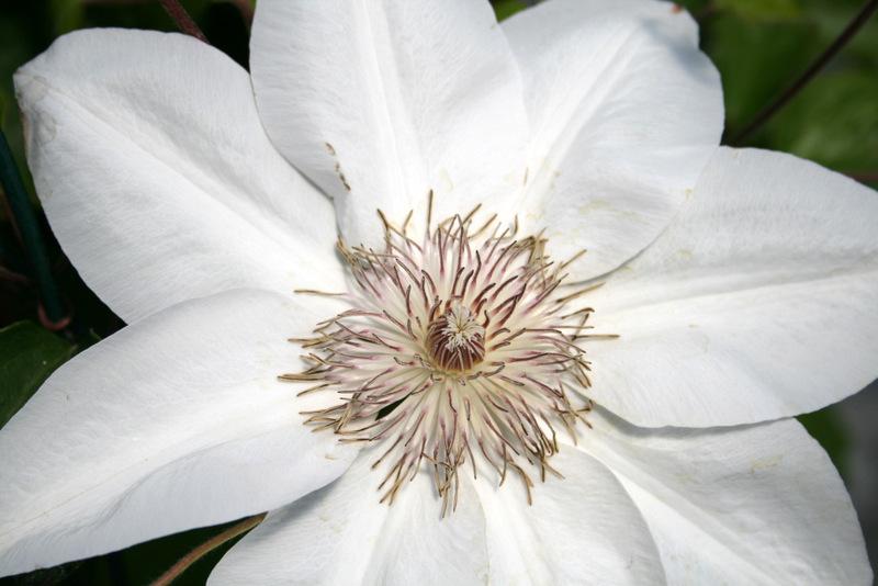 Photo of Clematis 'Henryi' uploaded by Calif_Sue