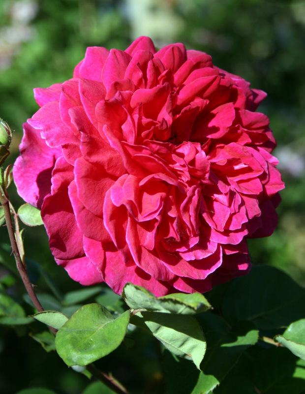 Photo of Rose (Rosa 'Sophy's Rose') uploaded by Calif_Sue