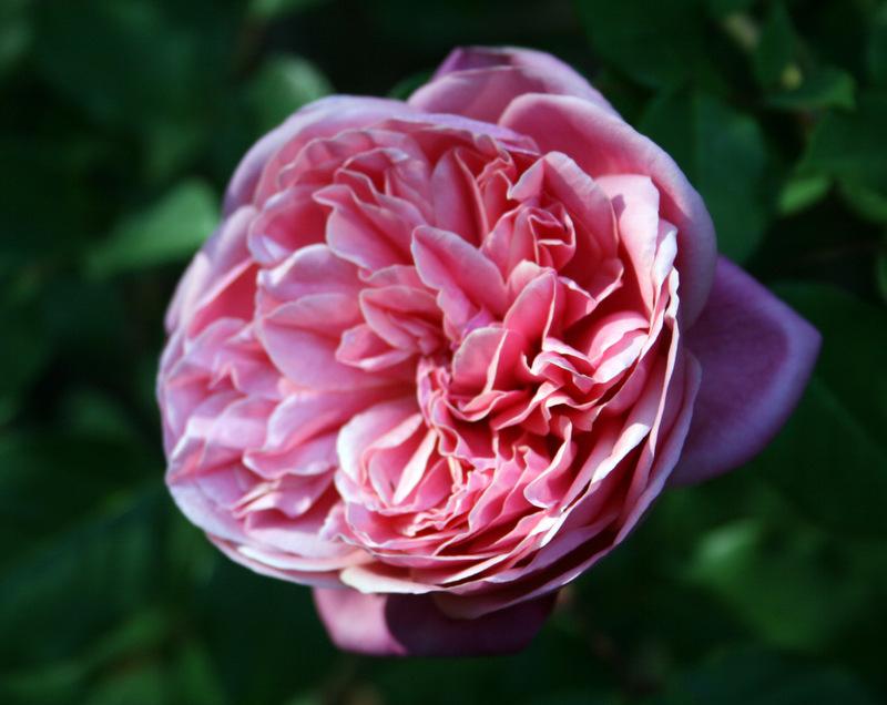 Photo of Tea Rose (Rosa 'Monsieur Tillier') uploaded by Calif_Sue
