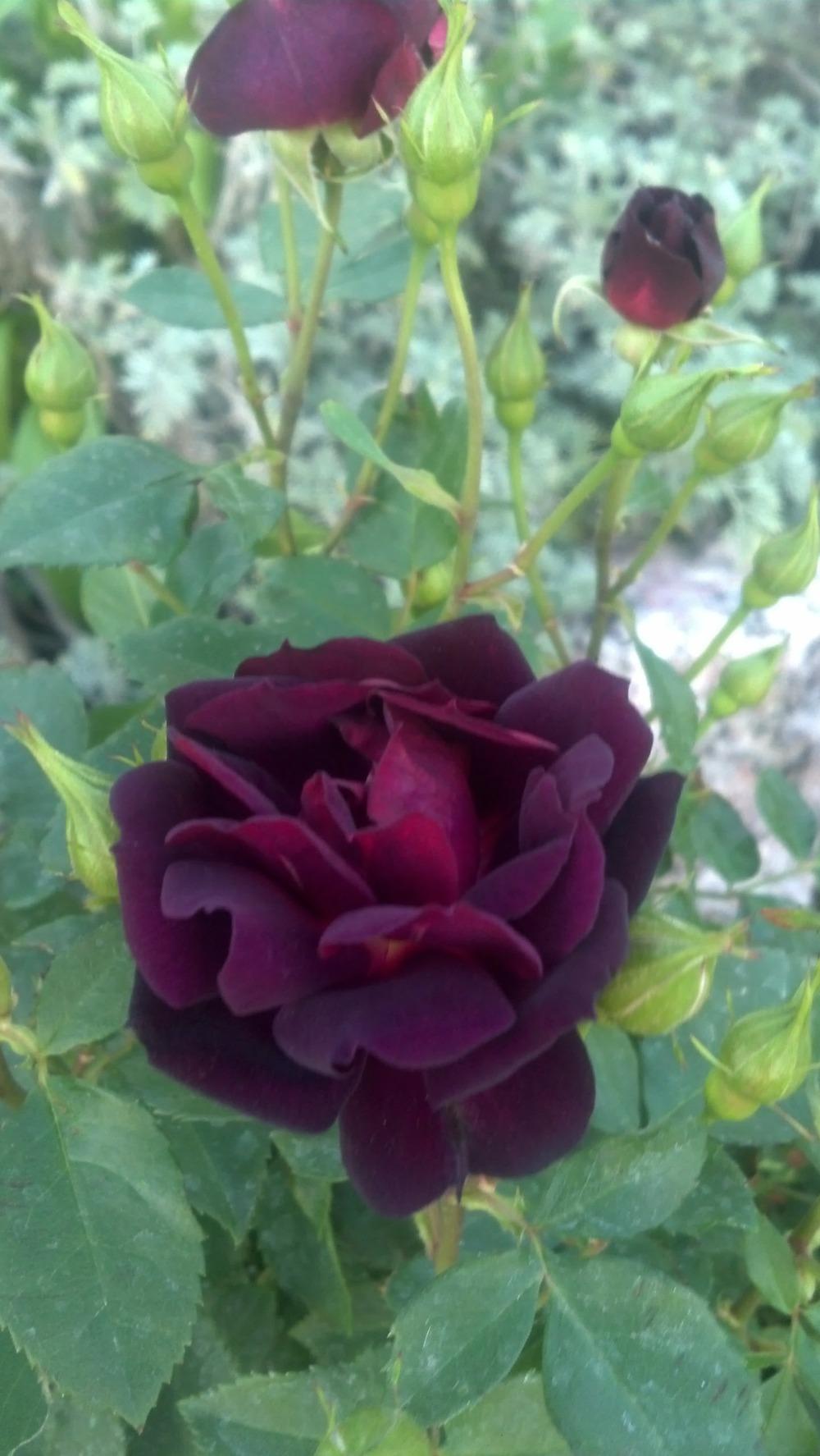 Photo of Rose (Rosa 'Midnight Blue') uploaded by CindiKS