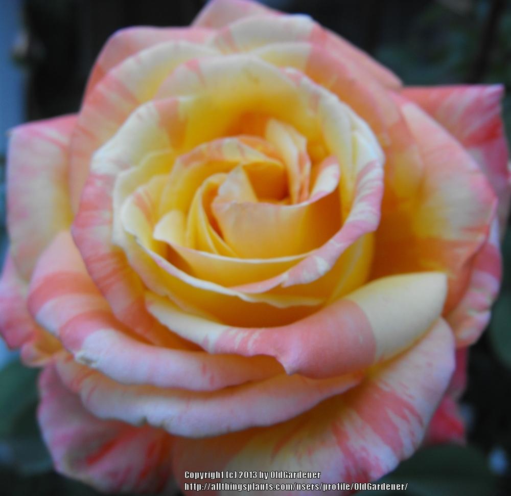Photo of Rose (Rosa 'Tropical Sunset') uploaded by OldGardener