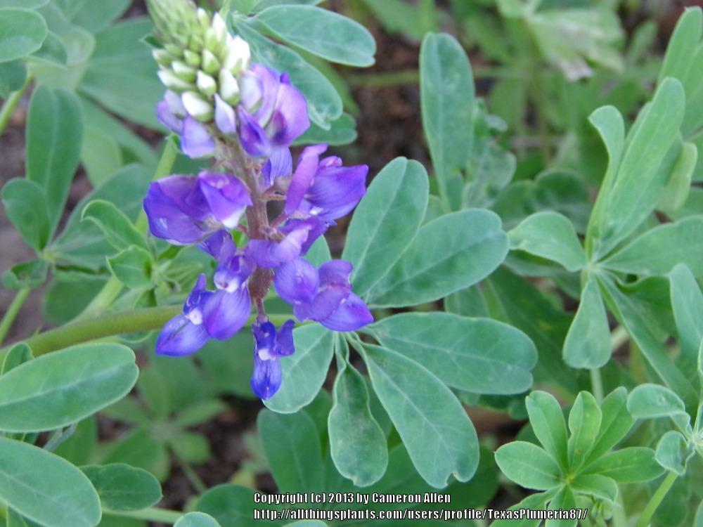 Photo of Texas Bluebonnet (Lupinus texensis) uploaded by TexasPlumeria87