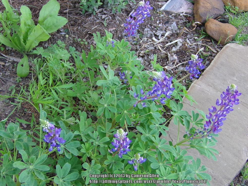 Photo of Texas Bluebonnet (Lupinus texensis) uploaded by TexasPlumeria87
