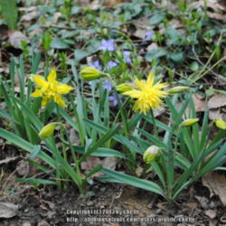Location: My Northeastern Indiana Gardens - Zone 5b
Date: 2013-04-23
Bloom stages