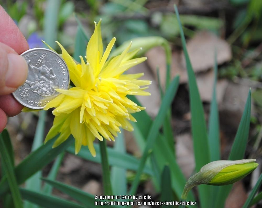 Photo of Double Daffodil (Narcissus 'Rip van Winkle') uploaded by chelle