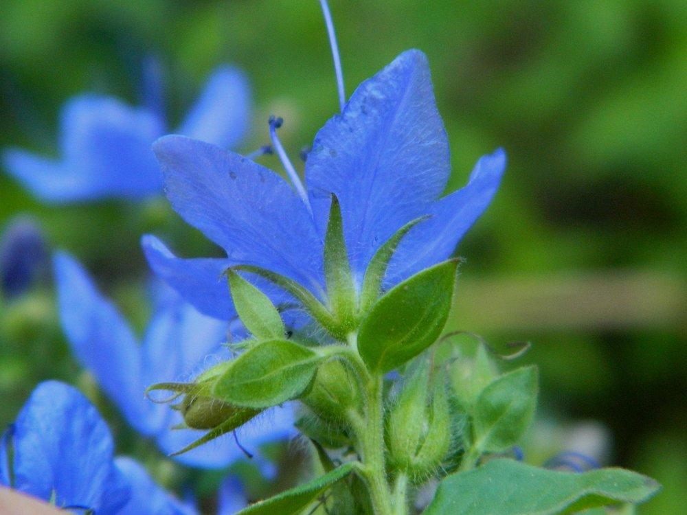 Photo of Blue Water Leaf (Hydrolea ovata) uploaded by wildflowers