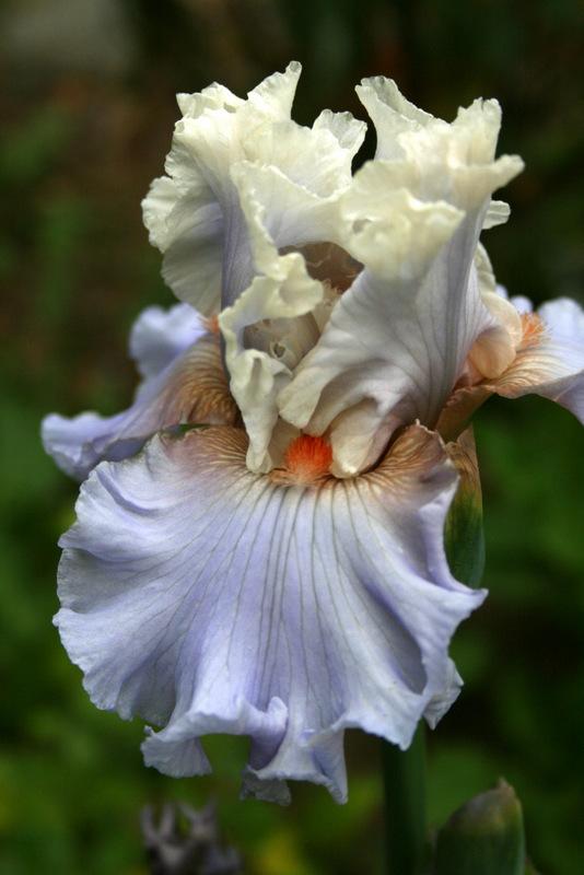 Photo of Tall Bearded Iris (Iris 'Platinum Class') uploaded by Calif_Sue