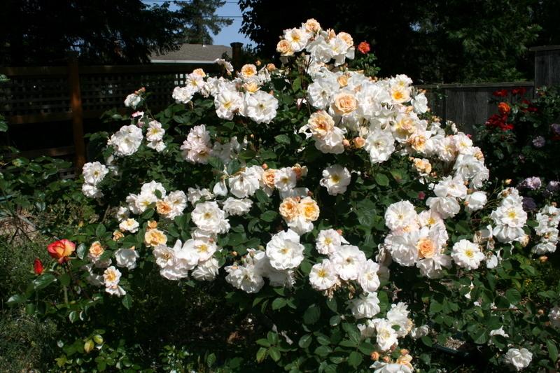 Photo of Rose (Rosa 'Penelope') uploaded by Calif_Sue