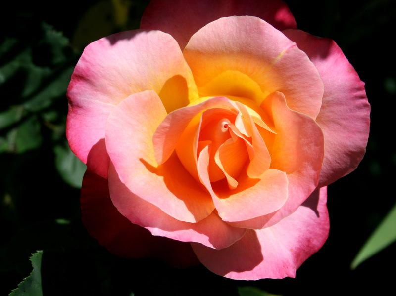Photo of Rose (Rosa 'Granada') uploaded by Calif_Sue