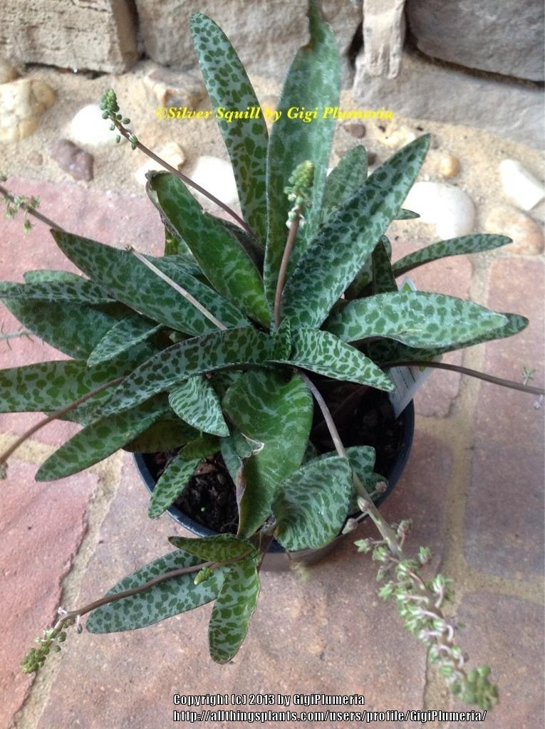 Photo of Silver Squill (Ledebouria socialis) uploaded by GigiPlumeria