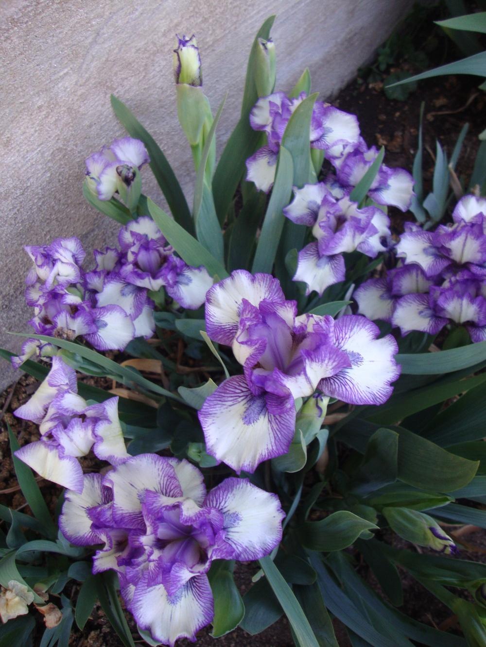 Photo of Standard Dwarf Bearded Iris (Iris 'Jellicle Cat') uploaded by Paul2032