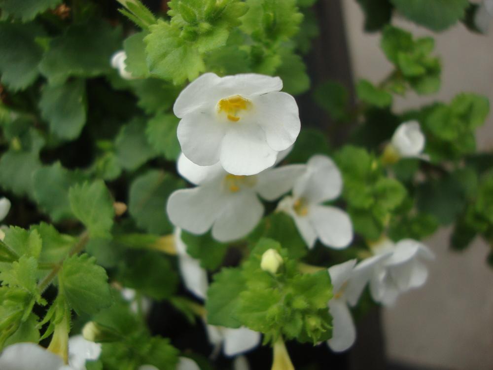 Photo of Bacopa (Sutera Snowstorm® Giant Snowflake®) uploaded by Paul2032