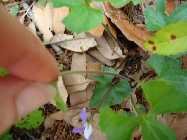 Photo of Common Blue Violet (Viola sororia) uploaded by flaflwrgrl