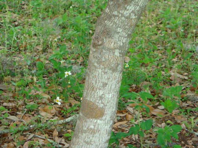 Photo of Eastern Redbud (Cercis canadensis) uploaded by flaflwrgrl