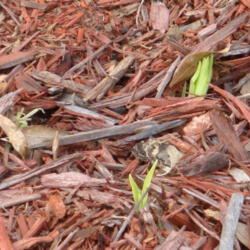 Location: zone 8 Lake City, Fl.
Date: 2013-04-24
Just emerging from the ground from corms.