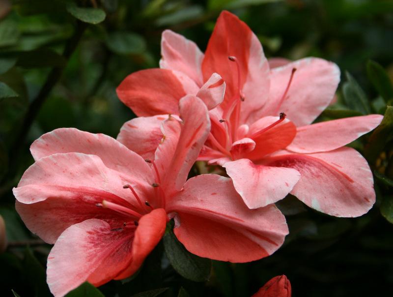 Photo of Azalea (Rhododendron 'Coral Wings') uploaded by Calif_Sue